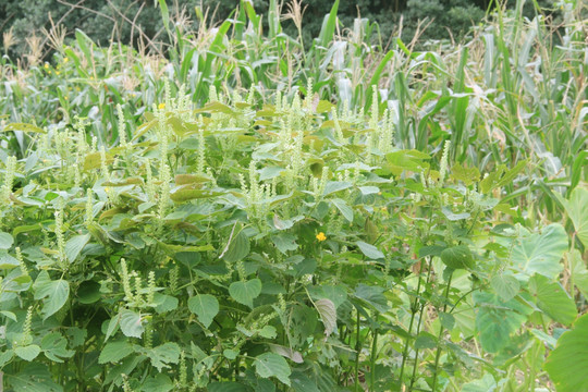 绿色 绿色植物