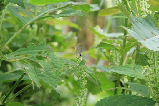 绿色 绿色植物