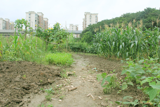 农作物 农村 绿色植物