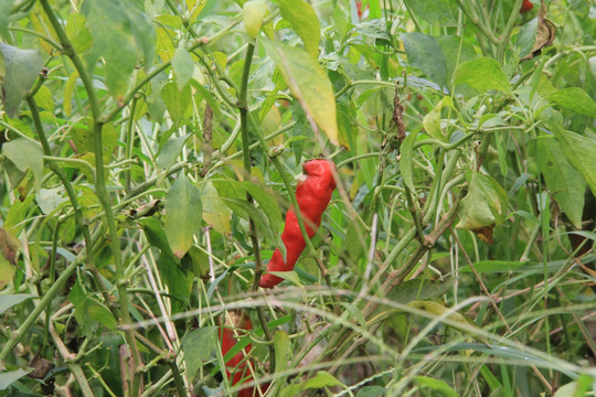 红辣椒 绿色植物