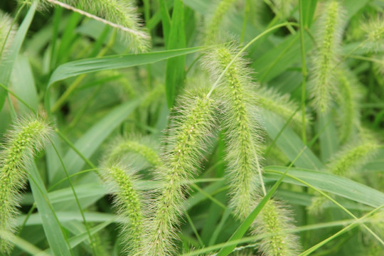 狗尾巴草 绿色