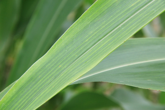 叶脉 玉米植物 农作物