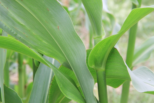 玉米根茎 绿色叶片