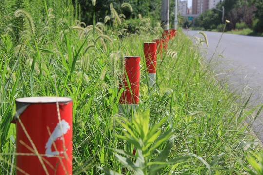 绿色植物 路障