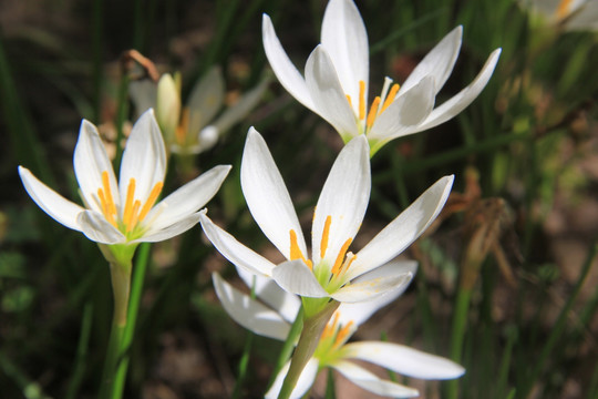 花素材 花朵素材 兰花