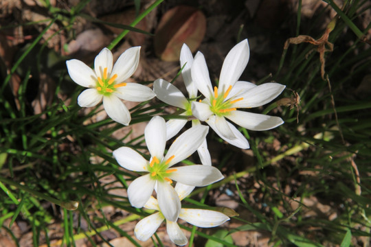 花素材 花朵素材 兰花