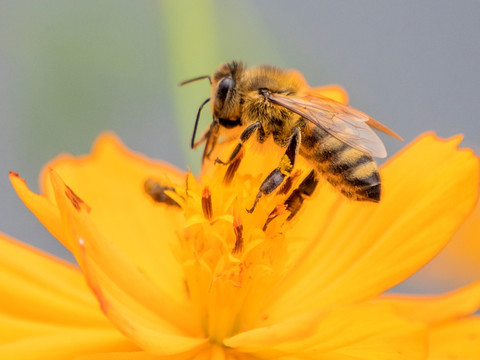 蜜蜂微距摄影