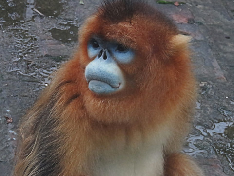 金丝猴