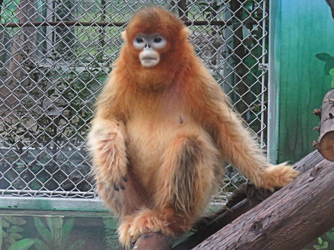 金丝猴