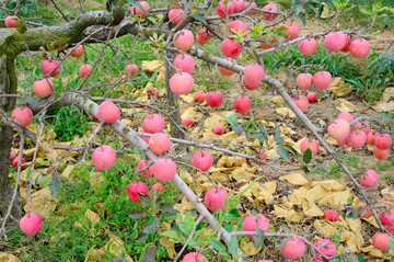 苹果园 丰收的果园