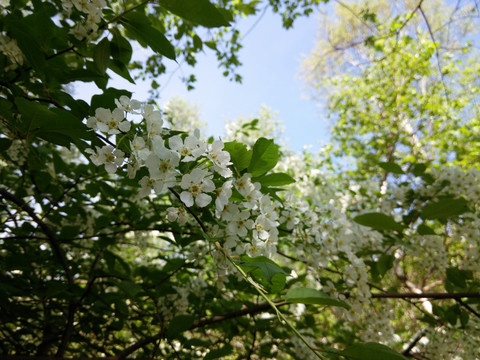 山荆子花