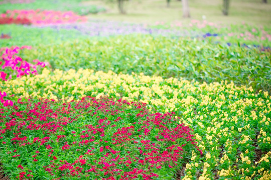 花园背景