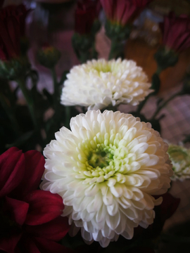 菊花