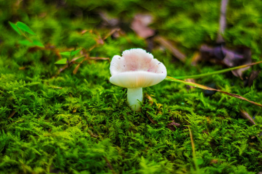 野生菌
