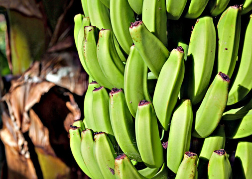 香蕉树 成熟香蕉