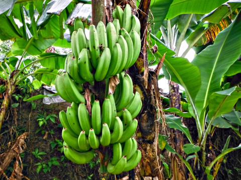 香蕉树 成熟香蕉