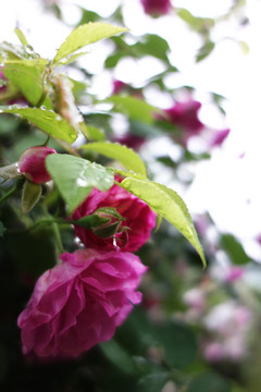 雨后蔷薇