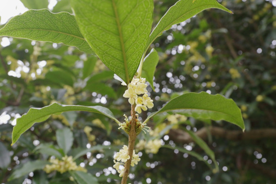 桂花