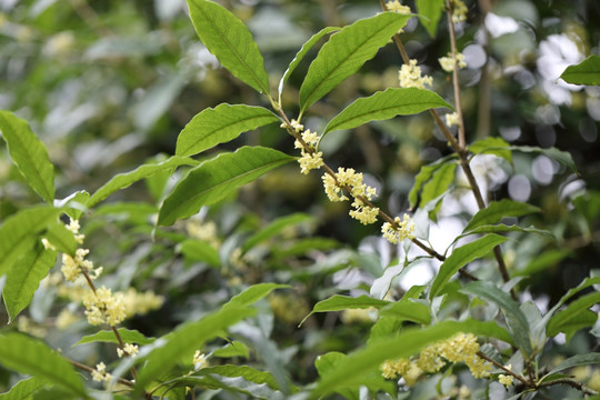 桂花盛开