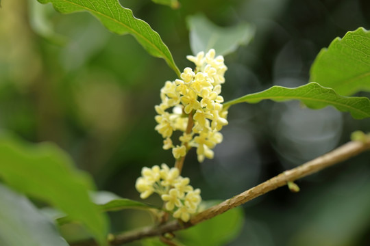 桂花