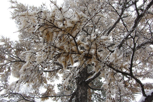 大兴安岭冰雪世界