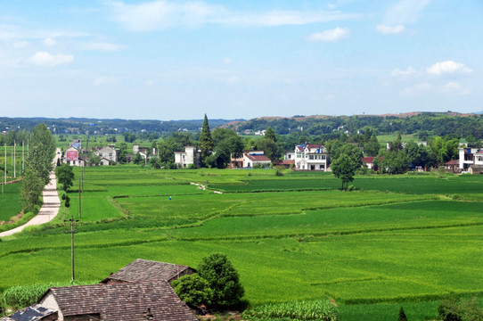 绿色土地风景