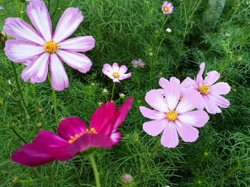 格桑花