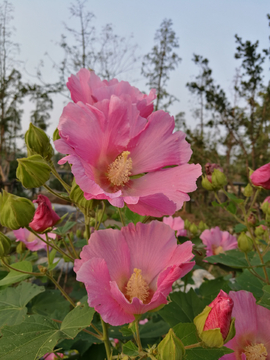 芙蓉