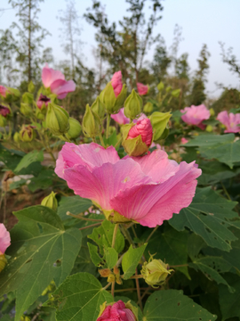 芙蓉花