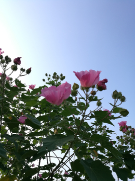 芙蓉花