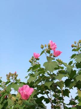 芙蓉花