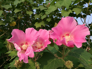 芙蓉花