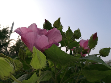 芙蓉花