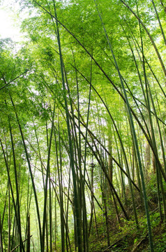 竹林