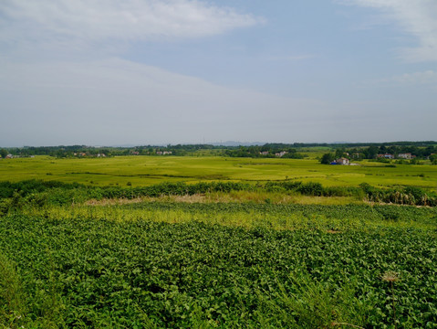 江汉平原的农田
