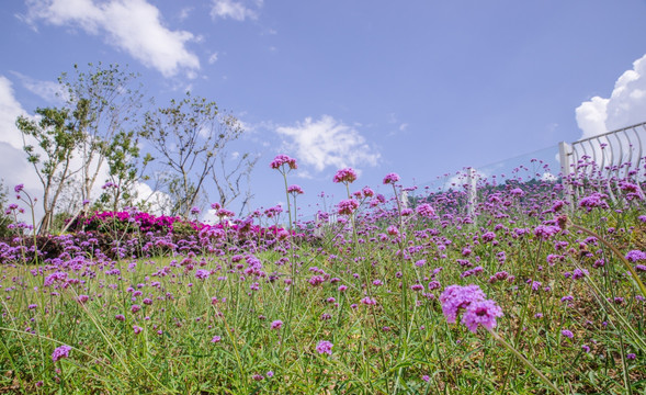 马鞭草花园