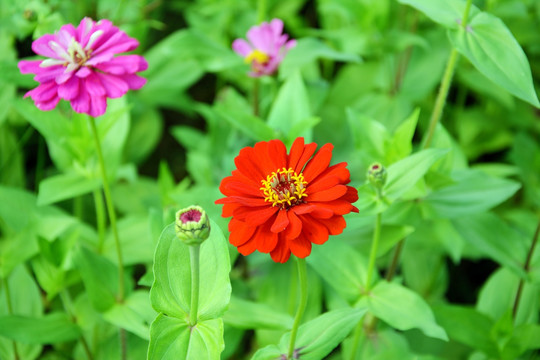 百日菊