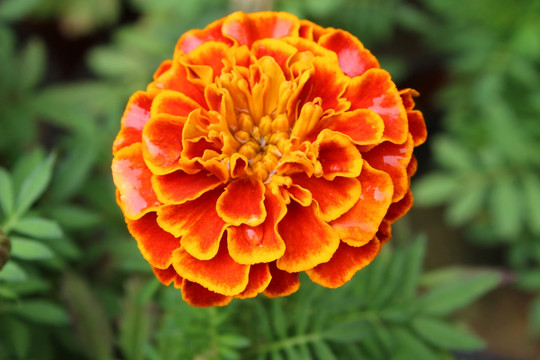 万寿菊