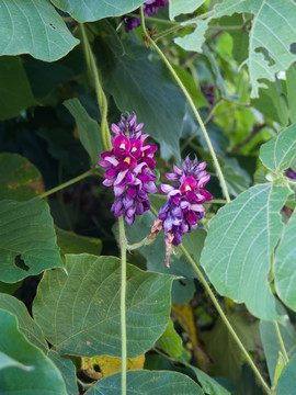 葛麻藤紫色花朵