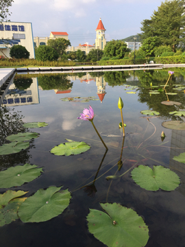 睡莲池