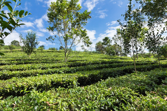 滇红茶叶产区