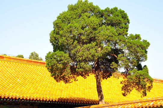 故宫松树