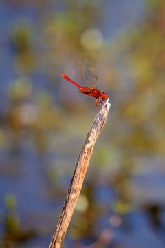 红蜻