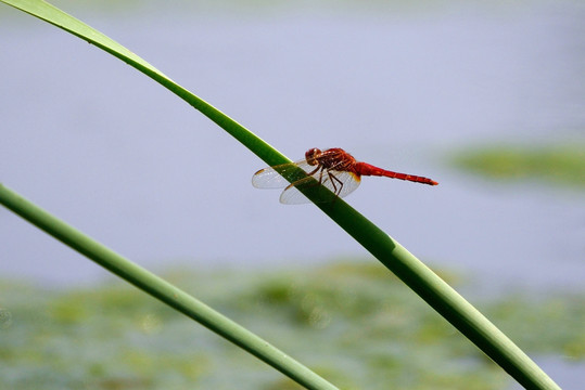 红蜻