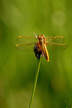 黄蜻 黄色蜻蜓