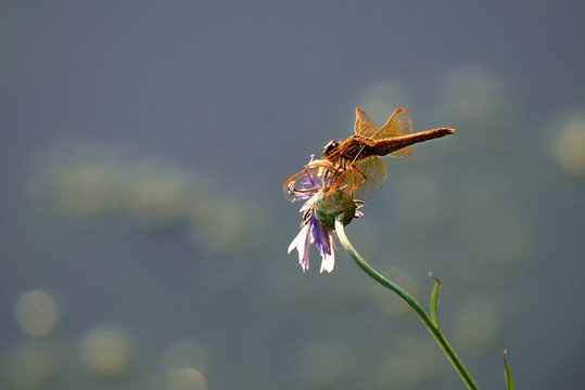 黄蜻 矢车菊