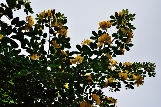 花 鲜花 槐花 黄槐