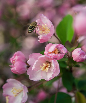 海棠花蜜蜂