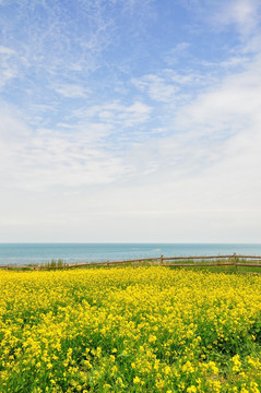 青海湖