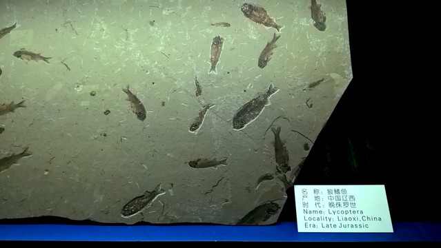狼鳍鱼 古生物化石